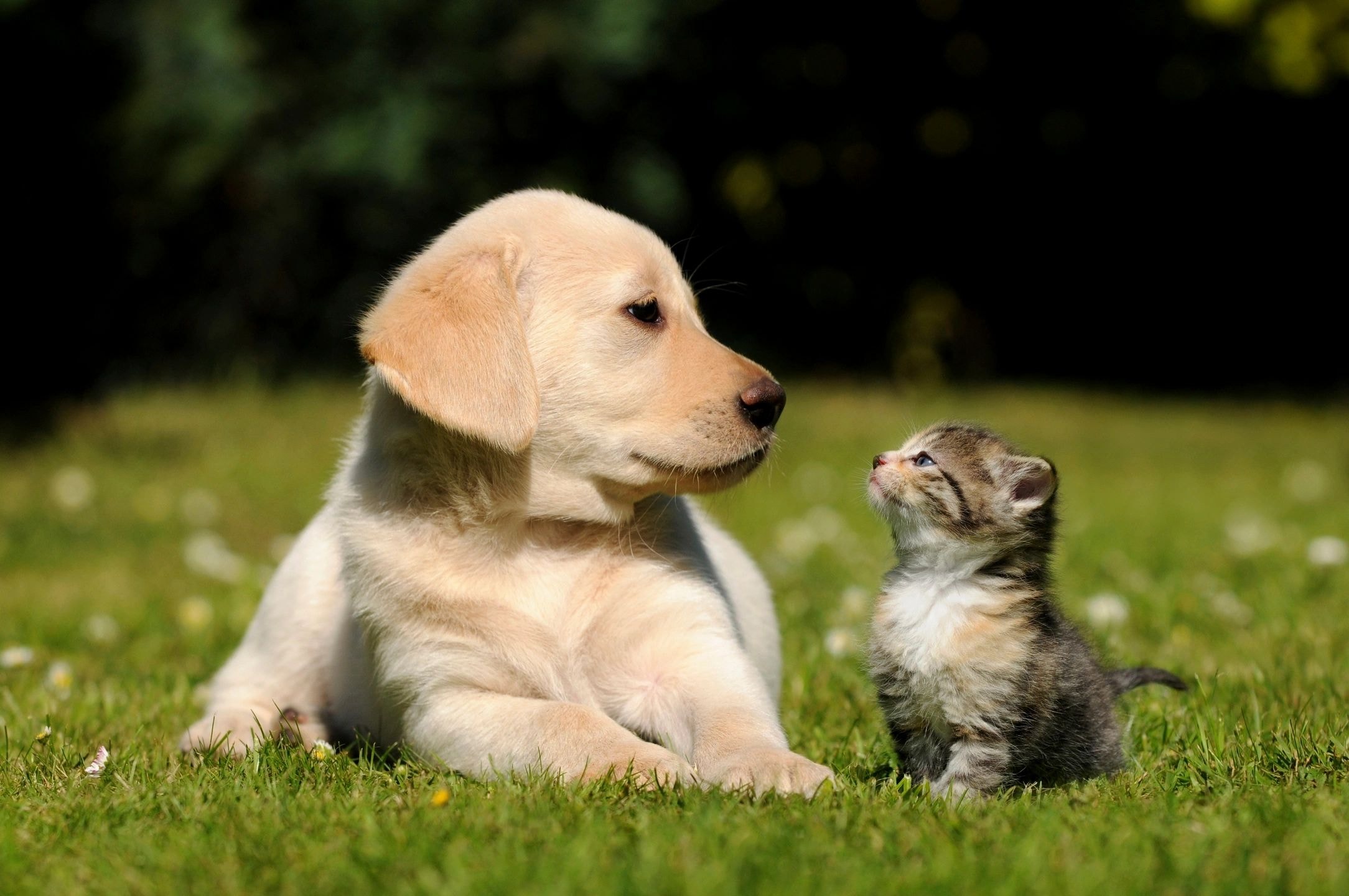 Labrador Retriever puppy with kitten on grass